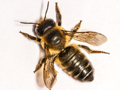 Megachile willughbiella